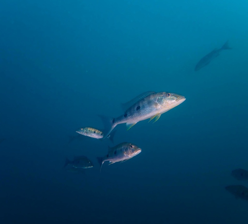 Boulengerochromis microlepis 'Kalambo Lodge'